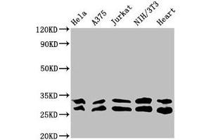 Western Blotting (WB) image for anti-14-3-3 epsilon (YWHAE) (AA 1-255) antibody (ABIN7142087)