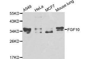 Western blot analysis of extracts of various cell lines, using FGF10 antibody (ABIN5970543) at 1/1000 dilution. (FGF10 antibody)