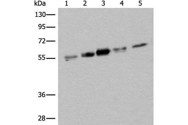 ZNF259 anticorps