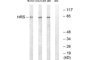 Western blot analysis of extracts from HUVEC cells, COLO cells and 293 cells, using HRS (Ab-334) antibody. (HRS (HRS) (Tyr334) antibody)