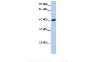 Image no. 1 for anti-Selenium Binding Protein 1 (SELENBP1) (C-Term) antibody (ABIN6749739) (SELENBP1 antibody  (C-Term))
