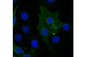 FZD10 Antibody    Sample type:  COS7 cells transfected with chick FZD10   Primary Ab dilution:  1:333   Secondary Ab:  anti-rabbit-Cy2   Secondary Ab dilution:  1:500   Blue:  DAPI   Green: FZD10   Data submitted by:  Lisa Galli/Laura Burrus  San Francisco State University (FZD10 antibody)