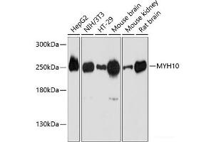 Western blot analysis of extracts of various cell lines using MYH10 Polyclonal Antibody at dilution of 1:3000. (MYH10 antibody)