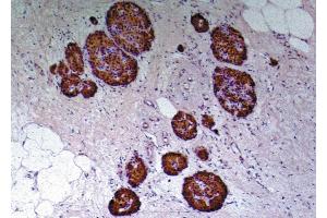 Immunohistochemistry staining of human pancreas (paraffin-embedded sections) with anti-human to C-peptide of Proinsulin (C-PEP-01). (C-Peptide antibody)