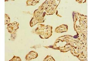 Immunohistochemistry of paraffin-embedded human placenta tissue using ABIN7160145 at dilution of 1:100 (ABHD2 antibody  (AA 31-320))