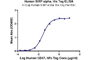 Immobilized Human SIRP alpha, His Tag at 0.