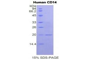 SDS-PAGE analysis of Human CD14 Protein. (CD14 Protein (CD14))
