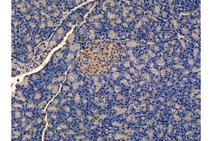 ABIN7095210 and ABIN7099266 at 1/100 staining rat pancreatic tissue by IHC-P.