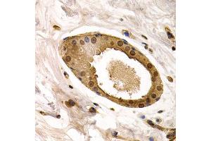 Immunohistochemistry of paraffin-embedded human normal breast using TOR1A antibody at dilution of 1:200 (400x lens). (TOR1A antibody)
