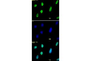 Histone H2AX antibody tested by immunofluorescence. (H2AFX antibody  (C-Term))