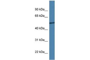 WB Suggested Anti-Rcor2 Antibody   Titration: 1. (Rcor2 antibody  (C-Term))