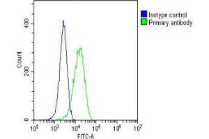 Overlay histogram showing Hela cells stained with (ABIN6242462 and ABIN6577177)(green line). (MEK1 antibody  (AA 1-393))