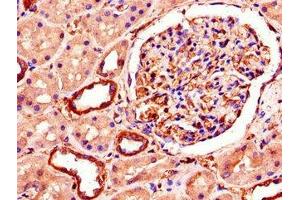 Immunohistochemistry of paraffin-embedded human kidney tissue using ABIN7151222 at dilution of 1:100 (SMURF1 antibody  (AA 198-374))