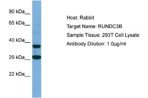Host: Rabbit Target Name: RUNDC3B Sample Type: 293T Whole Cell lysates Antibody Dilution: 1. (RUNDC3B antibody  (C-Term))