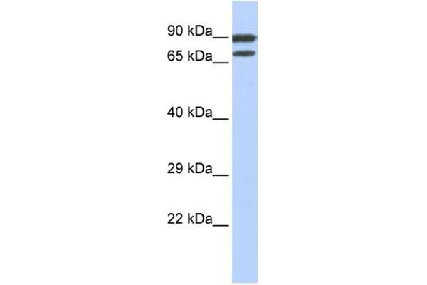 ZNF583 antibody  (N-Term)
