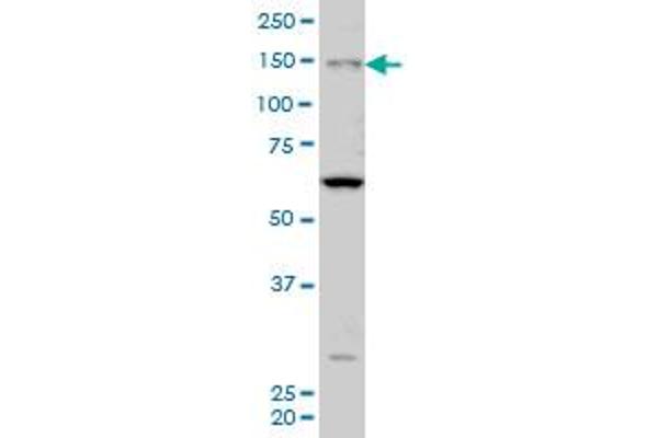 MYO3A antibody  (AA 1400-1490)