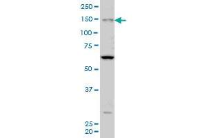 MYO3A antibody  (AA 1400-1490)