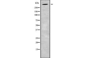 ALMS1 antibody  (C-Term)
