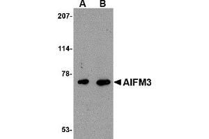 Western Blotting (WB) image for anti-Apoptosis-Inducing Factor, Mitochondrion-Associated, 3 (AIFM3) (Middle Region) antibody (ABIN1030847) (AIFM3 antibody  (Middle Region))