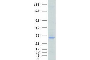 Validation with Western Blot (SRSF1 Protein (Transcript Variant 1) (Myc-DYKDDDDK Tag))