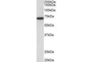 Image no. 1 for anti-Histone Deacetylase 1 (HDAC1) (AA 469-480) antibody (ABIN1101989) (HDAC1 antibody  (AA 469-480))