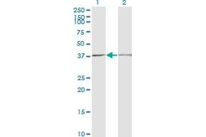 SCP2 antibody  (AA 1-143)