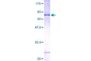 Image no. 1 for Peroxisomal Biogenesis Factor 3 (PEX3) (AA 1-373) protein (GST tag) (ABIN1314703) (PEX3 Protein (AA 1-373) (GST tag))