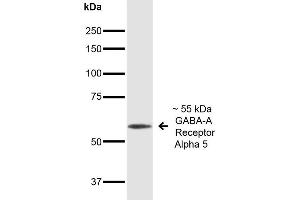 Western Blot analysis of Mouse Brain showing detection of ~55 kDa GABA A Receptor Alpha 5 protein using Mouse Anti-GABA A Receptor Alpha 5 Monoclonal Antibody, Clone S415-24 . (GABRA1 antibody  (Cytoplasmic Domain) (Atto 594))