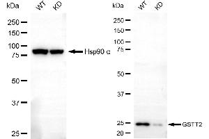 Western blotting analysis using GSTT2 antibody (ABIN7798759).