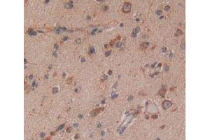 #VALUE! (NAT8L antibody  (AA 1-302))