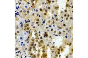 Immunohistochemical analysis of DCTD staining in rat kidney formalin fixed paraffin embedded tissue section.