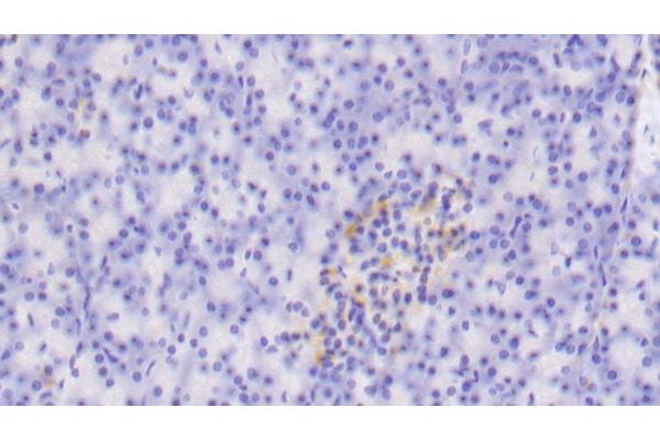 TLR5 antibody  (AA 303-514)