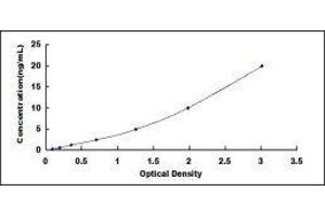 ELISA image for Cystatin A (Stefin A) (CSTA) ELISA Kit (ABIN6574160)