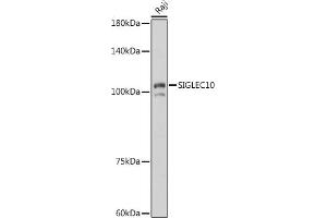 Western blot analysis of extracts of Raji cells, using SIGLEC10 antibody (ABIN7270292) at 1:1000 dilution.