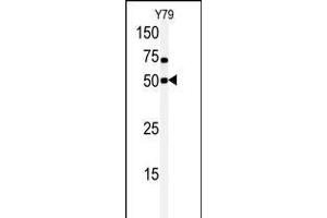 Western blot analysis of anti-hCLK1-C84 Pab in Y79 cell line lysate. (CLK1 antibody  (N-Term))