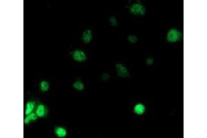 Anti-RBBP7 mouse monoclonal antibody (ABIN2455207) immunofluorescent staining of COS7 cells transiently transfected by pCMV6-ENTRY RBBP7 (RC217969). (RBBP7 antibody)