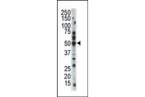 Western blot analysis of anti-ALS2CR7 Pab in mouse cerebellum tissue lysate. (Cyclin-Dependent Kinase 15 (ALS2CR7) (N-Term) antibody)