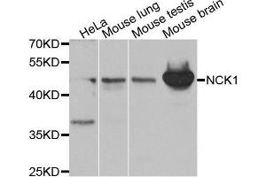 Western blot analysis of extracts of various cell lines, using NCK1 antibody. (NCK1 antibody  (AA 58-377))