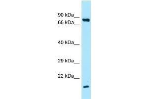 Western Blotting (WB) image for anti-Surfactant Protein A1 (SFTPA1) (C-Term) antibody (ABIN2789661) (Surfactant Protein A1 antibody  (C-Term))