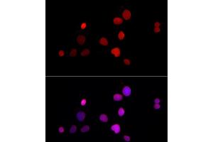 Immunofluorescence (IF) image for anti-Thymopoietin (TMPO) (AA 1-410) antibody (ABIN3016207)