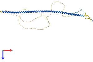 Coiled-Coil Domain Containing 34 (CCDC34) (AA 1-373) protein (His tag)