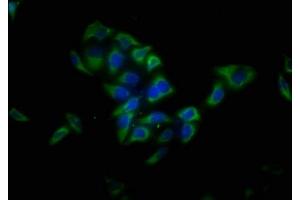 Immunofluorescence staining of Hela cells with ABIN7158058 at 1:13, counter-stained with DAPI. (LRTM1 antibody  (AA 1-212))