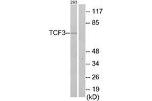 Western Blotting (WB) image for anti-Transcription Factor 3 (E2A Immunoglobulin Enhancer Binding Factors E12/E47) (TCF3) (AA 571-620) antibody (ABIN2889399) (TCF3 antibody  (AA 571-620))