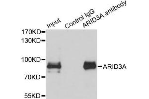 Immunoprecipitation analysis of 150 μg extracts of MCF7 cells using 3 μg ARID3A antibody (ABIN5975618). (ARID3A antibody)