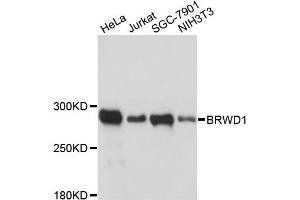 Western blot analysis of extracts of various cell lines, using BRWD1 antibody (ABIN6290119) at 1:3000 dilution. (BRWD1 antibody)