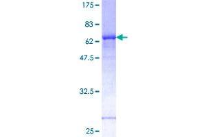 FOSL1 Protein (AA 1-271) (GST tag)