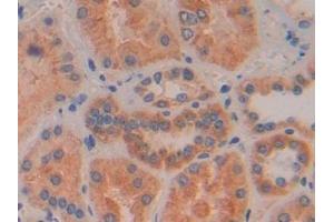 Immunohistochemistry (IHC) image for anti-Interferon, beta 1, Fibroblast (IFNB1) (AA 22-187) antibody (ABIN7431356)