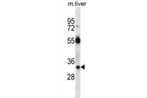 Western Blotting (WB) image for anti-RAS, Dexamethasone-Induced 1 (RASD1) antibody (ABIN2997144) (RASD1 antibody)