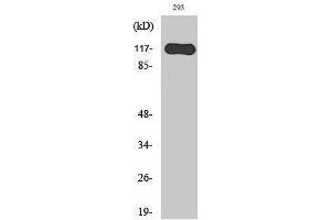 Western Blotting (WB) image for anti-Hairless (HR) (N-Term) antibody (ABIN3184971)