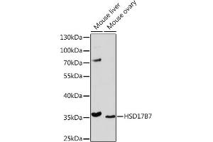 Western blot analysis of extracts of various cell lines, using HSD17B7 Rabbit pAb (ABIN7267812) at 1:1000 dilution. (HSD17B7 antibody  (AA 110-200))